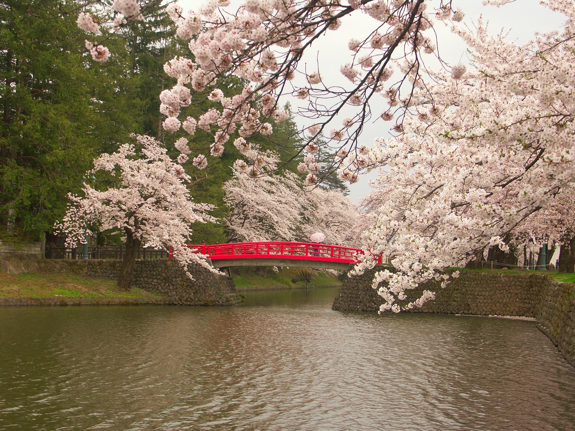 松が岬公園の桜の画像