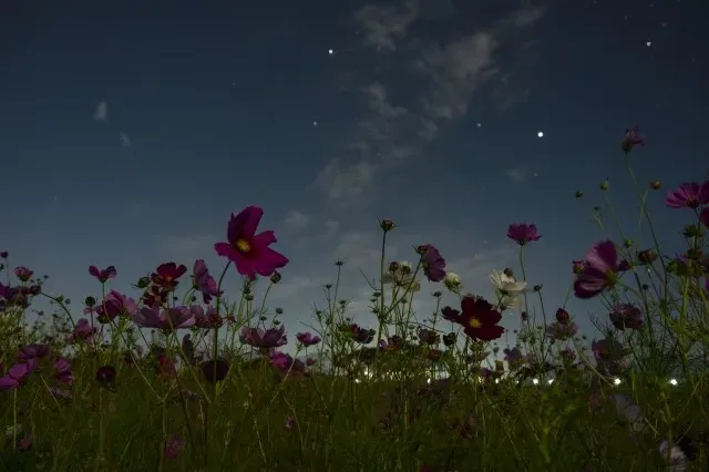 コスモスと星空の画像