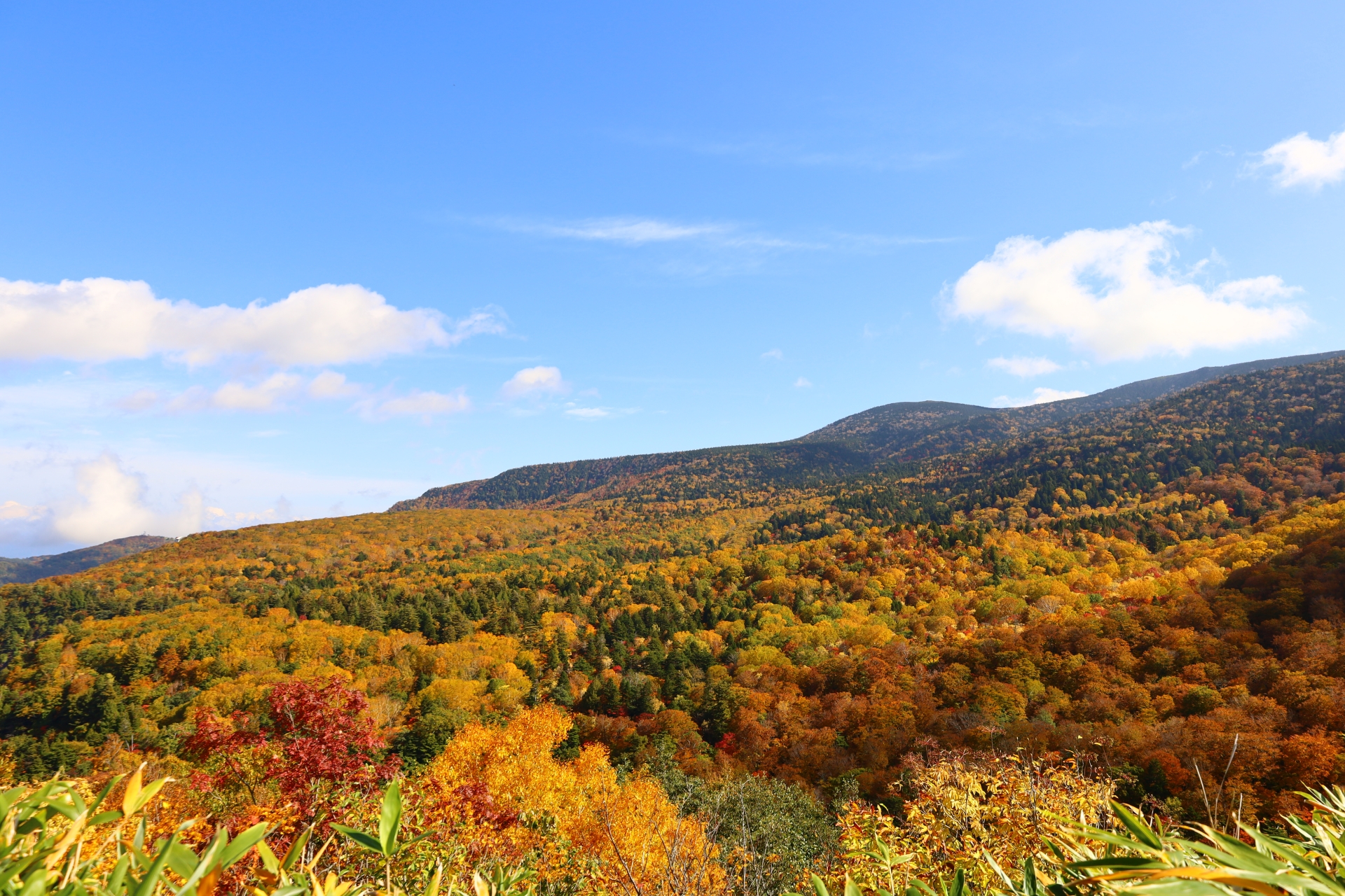 スカイバレーの紅葉の画像