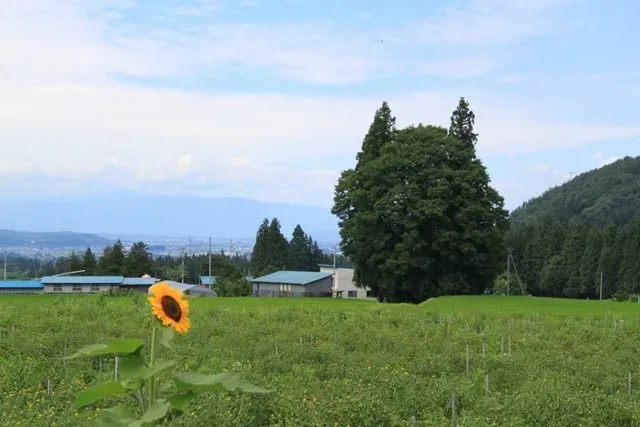 トトロの形をした樹木を背景にひまわりが一本咲く