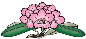 花冠が5つに裂け桜のようなかたちにピンク色の花が沢山くっついている花「あずましゃくなげ」のイラスト