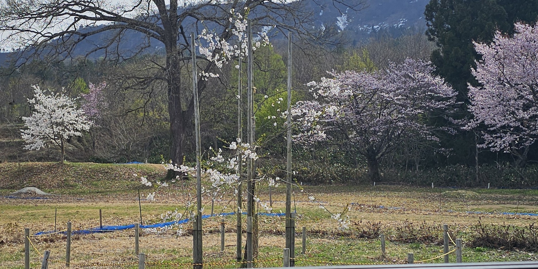 宇宙桜の写真