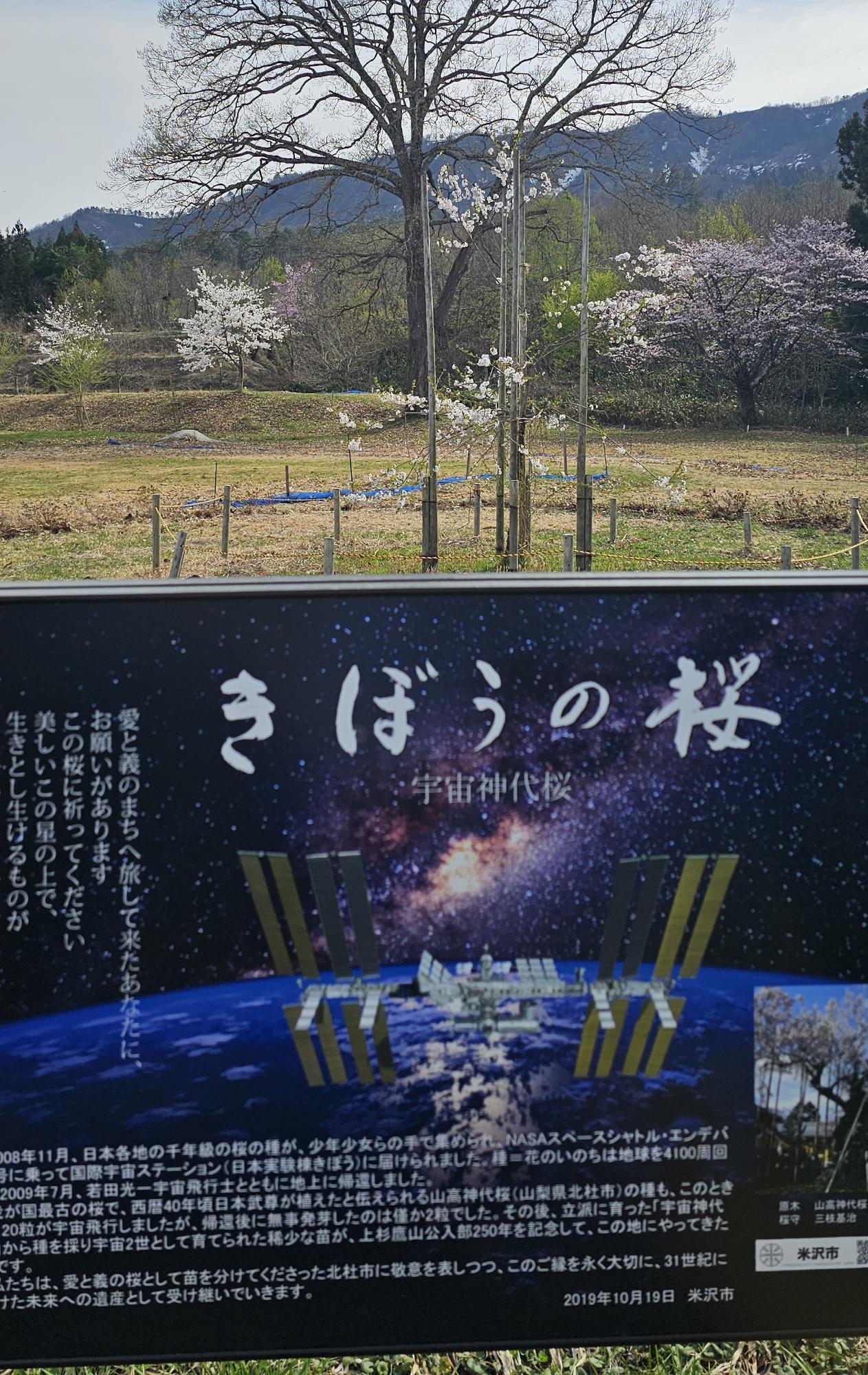 きぼうの桜と説明看板の写真