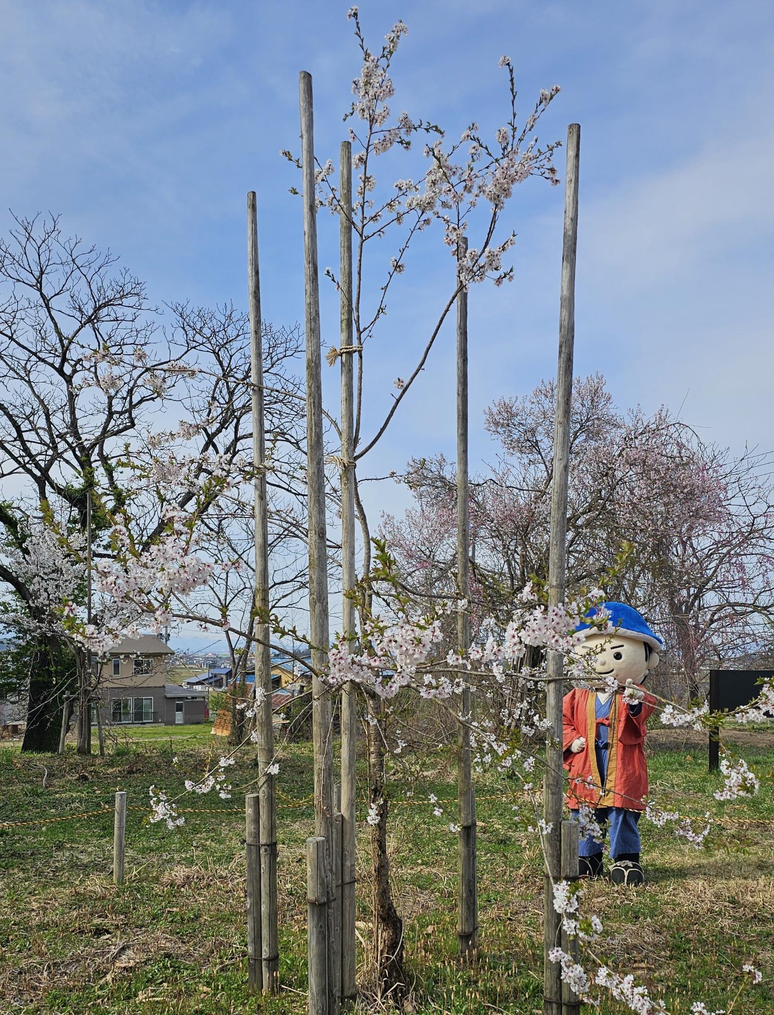 桜の木とそれを指さすYOZANくんの写真