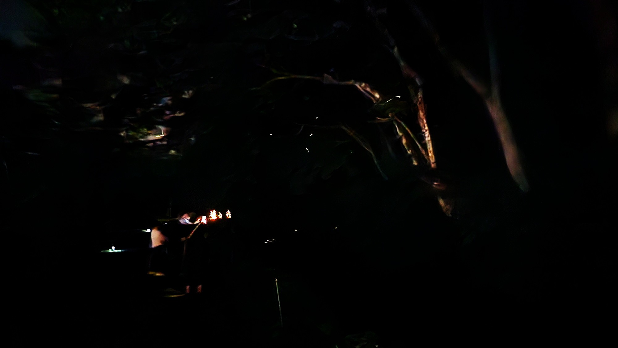 小野川ホタルまつりで撮影したホタル