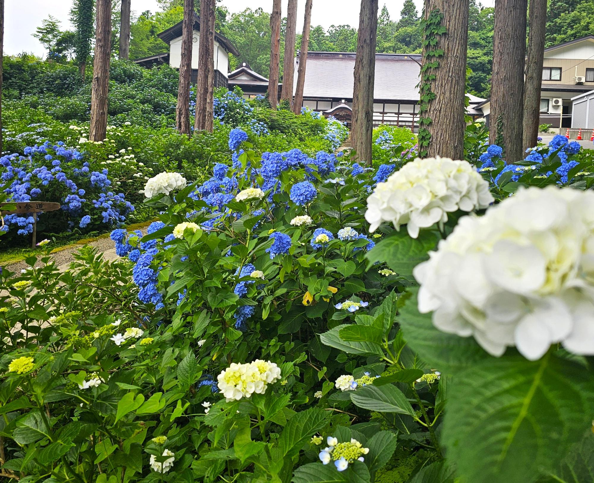 瑞雲院のあじさい（白と青）