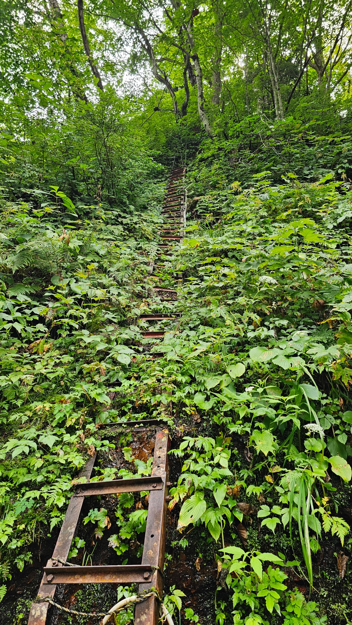 登山はしご