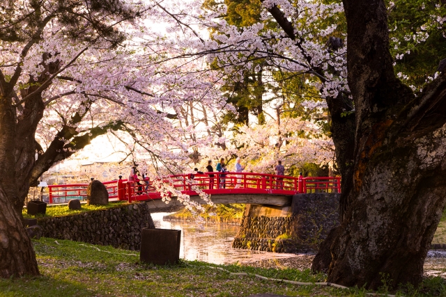 Cherry blossom in Yonezawa