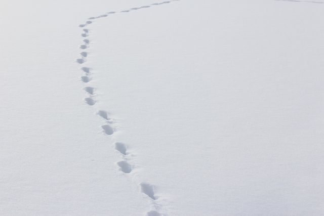 雪に残る動物の足跡の画像