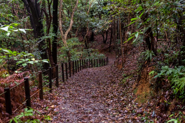 落ち葉が広がる濡れた山道の画像