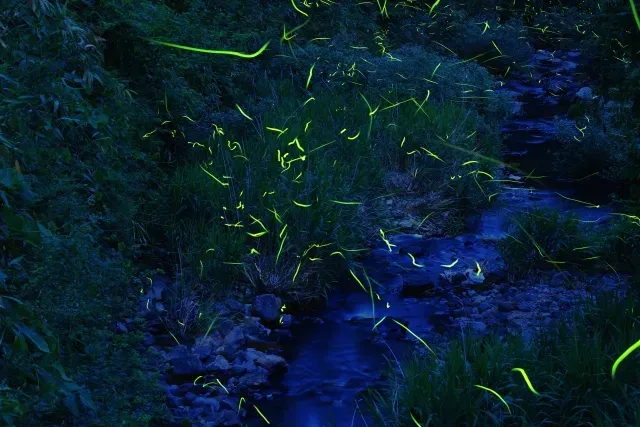 ホタルが飛び交う夜の光の画像