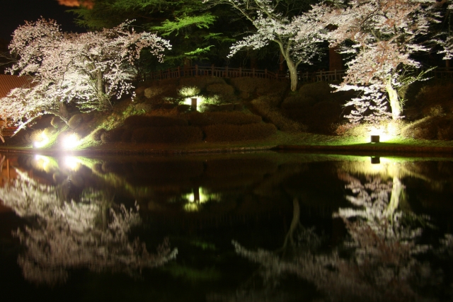 松が岬公園お堀沿いの桜がライトアップされた写真
