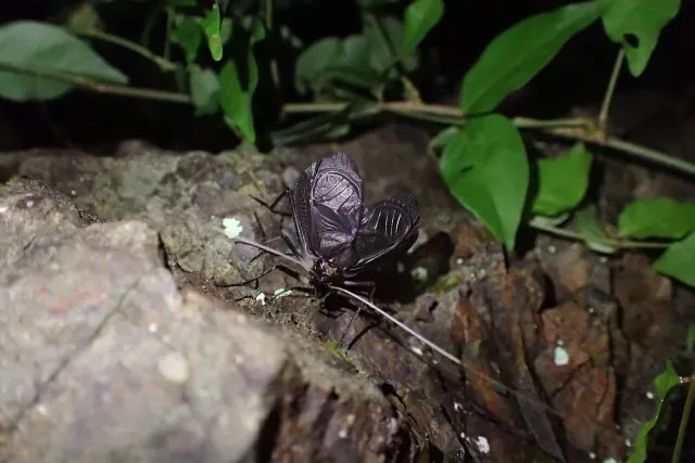 スズムシの画像