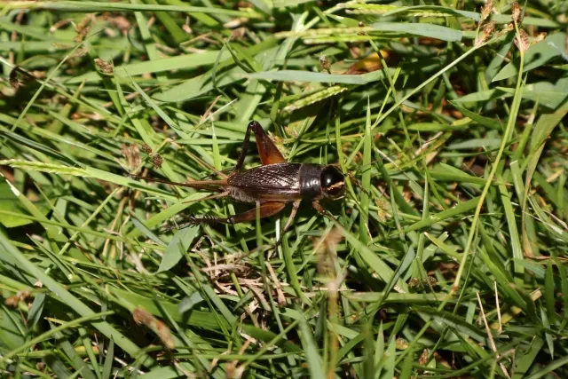 コオロギの画像