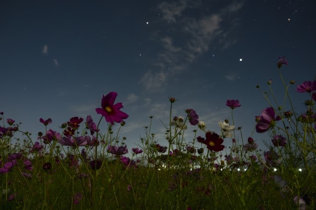 コスモスと星空の画像