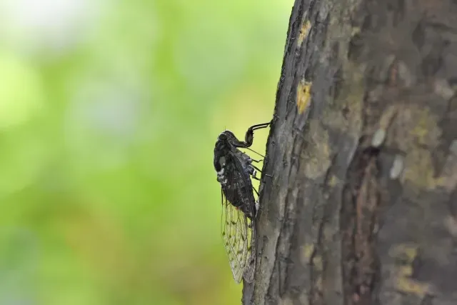 ひぐらしが木にとまっている画像