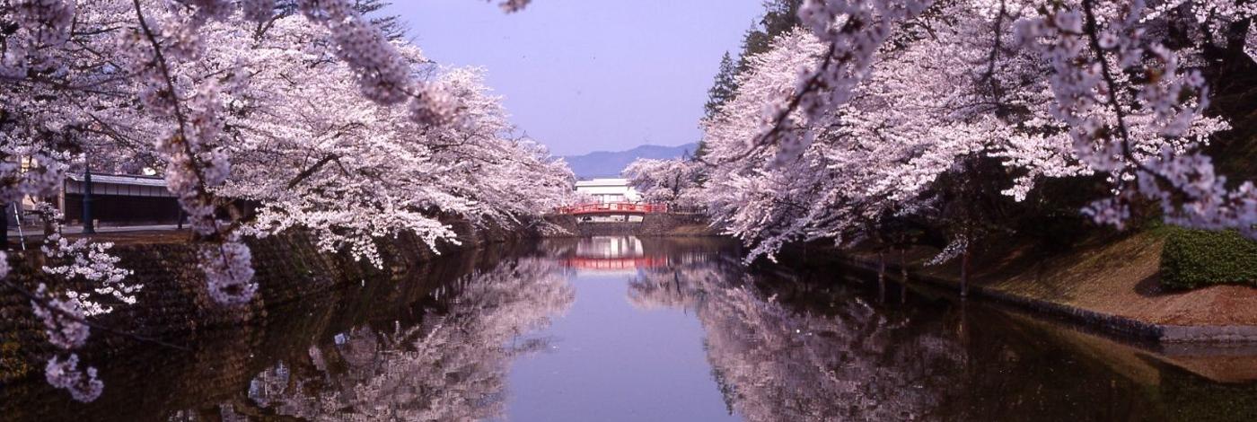 松ヶ岬公園の夜桜