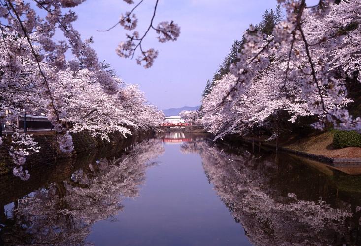 松ヶ岬公園の夜桜