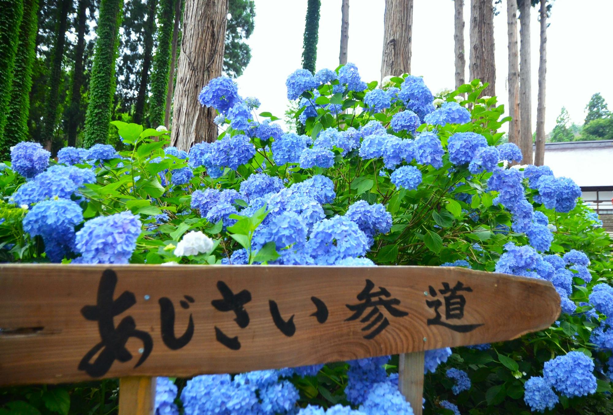 瑞雲院のあじさい参道