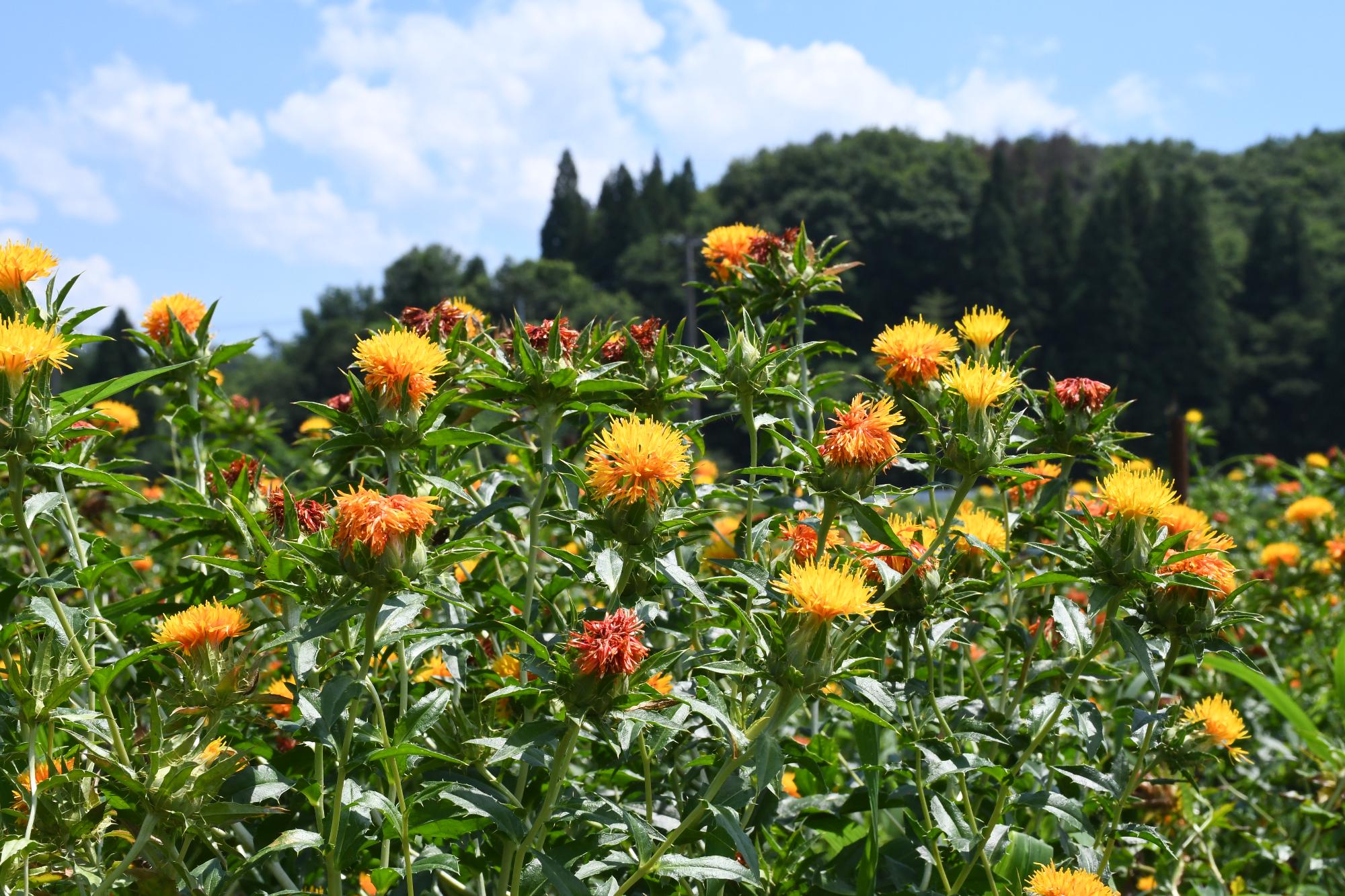 紅花畑の画像