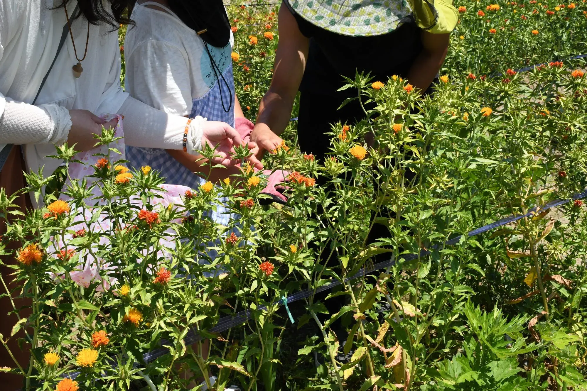 紅花摘みをする親子の画像