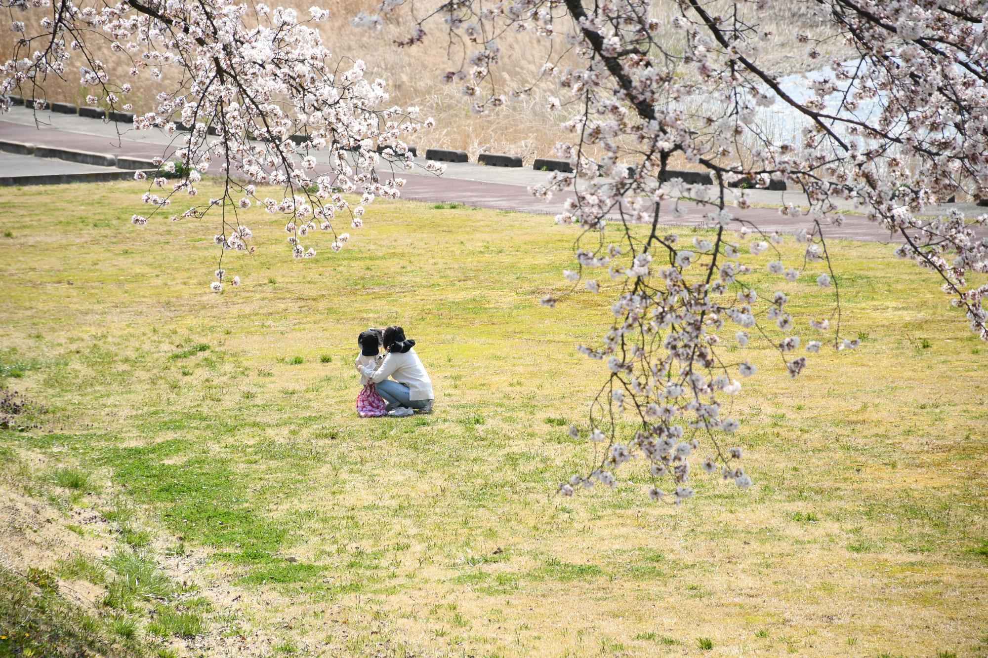 桜の木の下で親子が戯れる写真