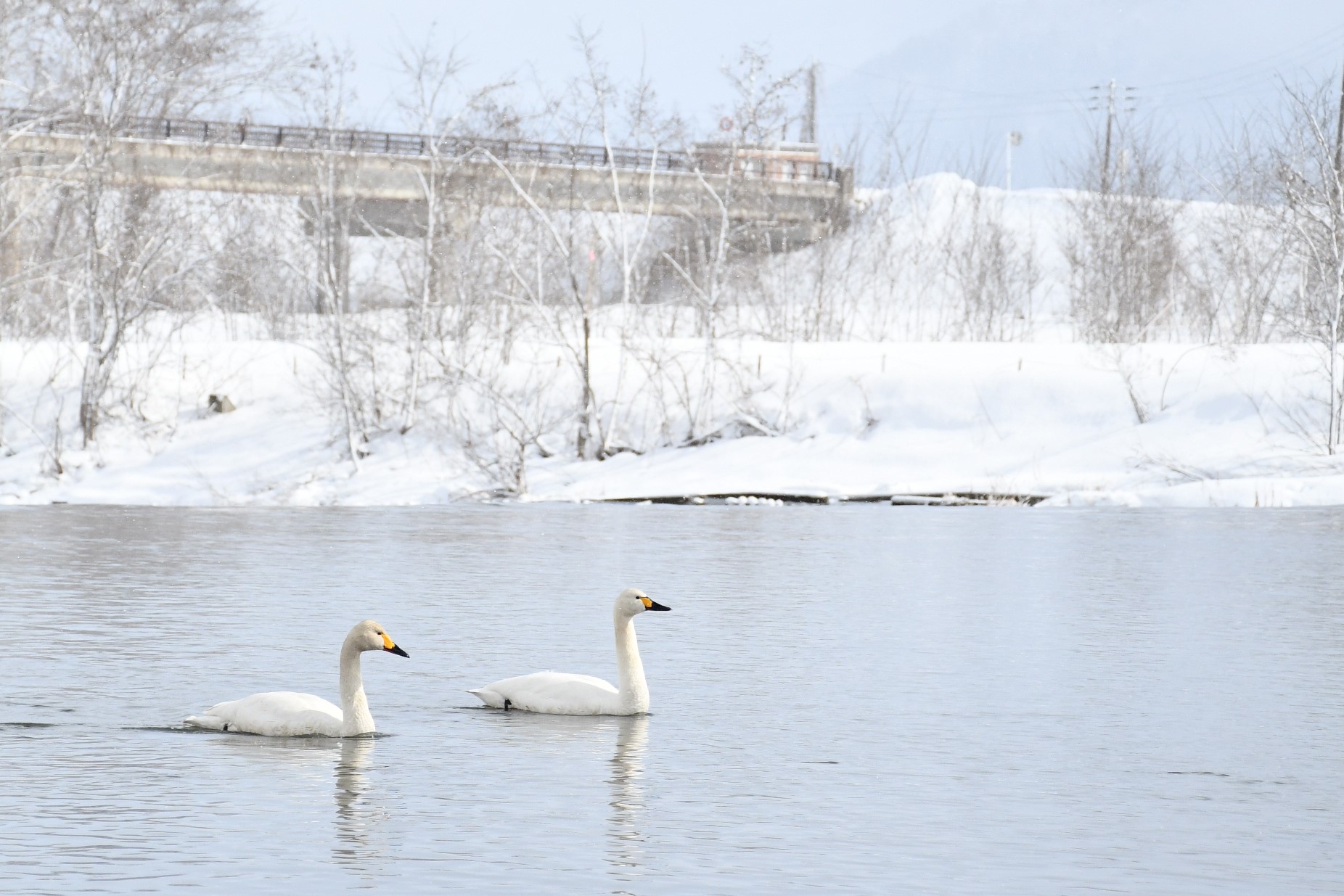 白鳥の画像