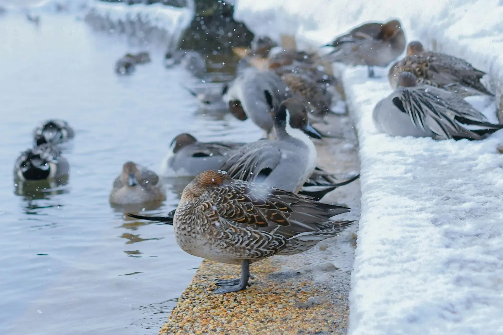 毛づくろいする野鳥の画像