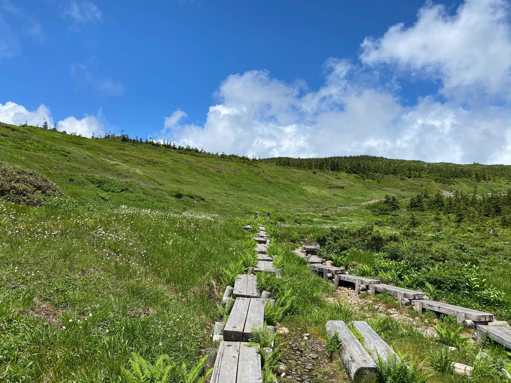 青空のもと緑の植物が生い茂る天元台高原の画像