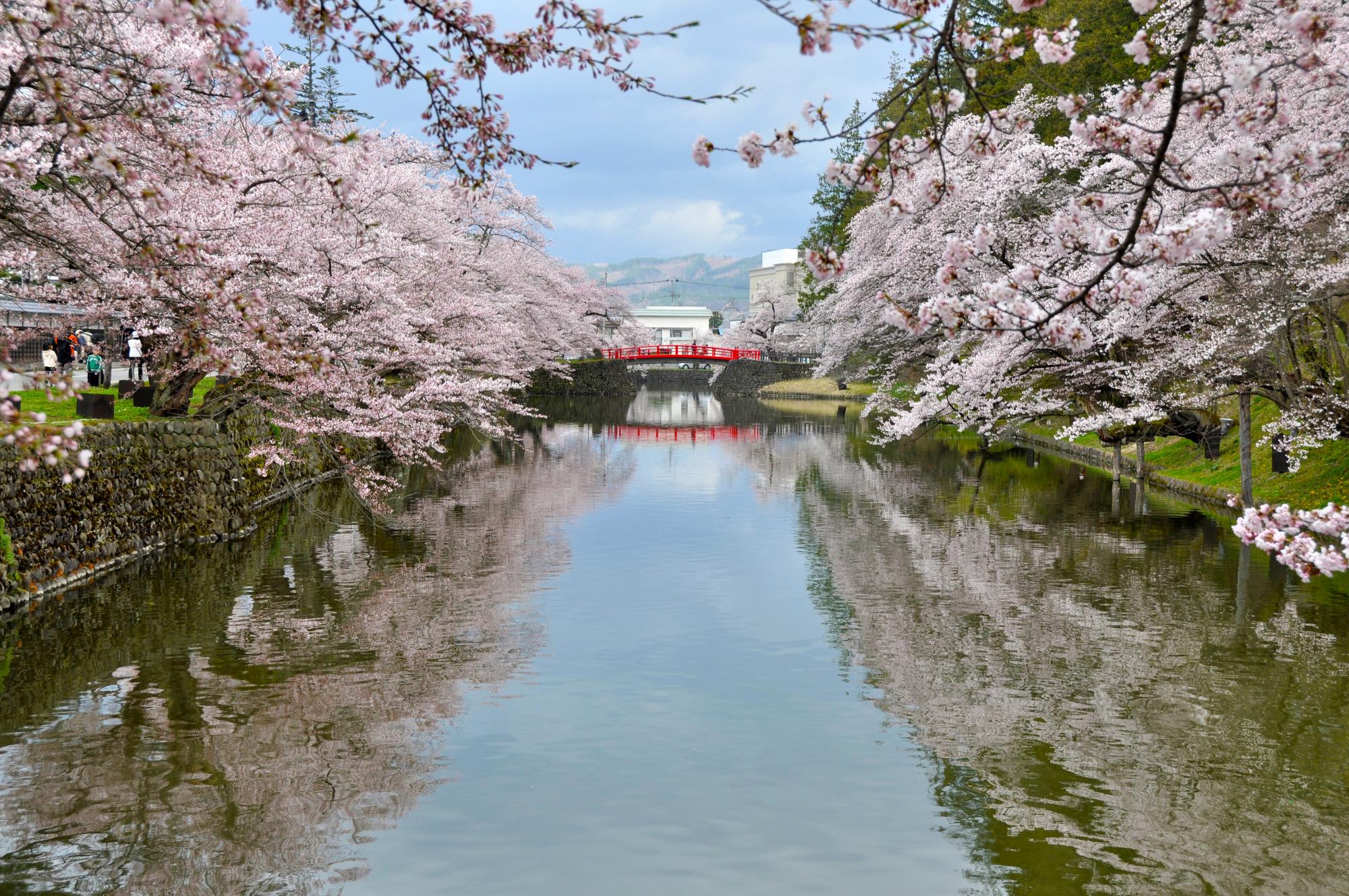 松が岬公園の桜