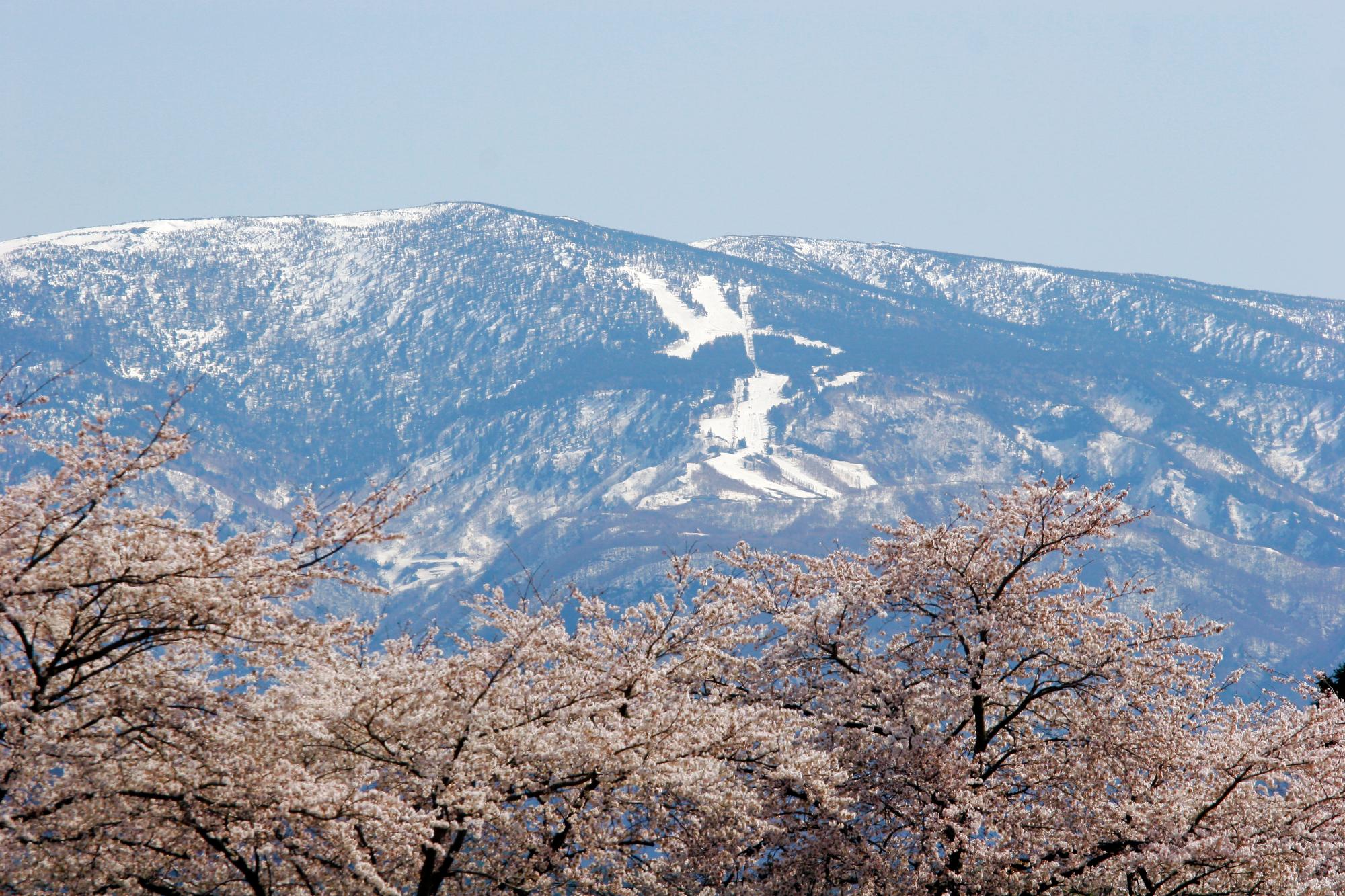 桜と天元台スキー場の画像