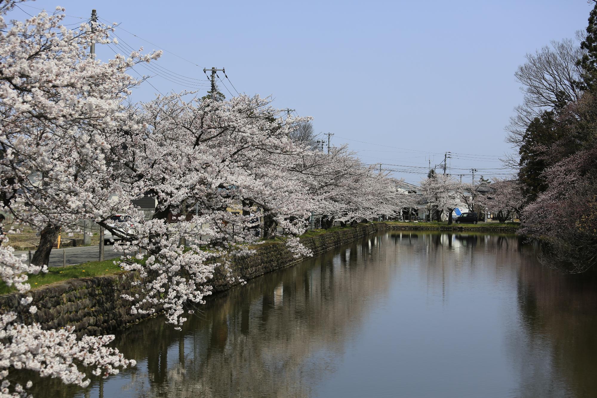 お堀沿いに立ち並ぶ桜の写真