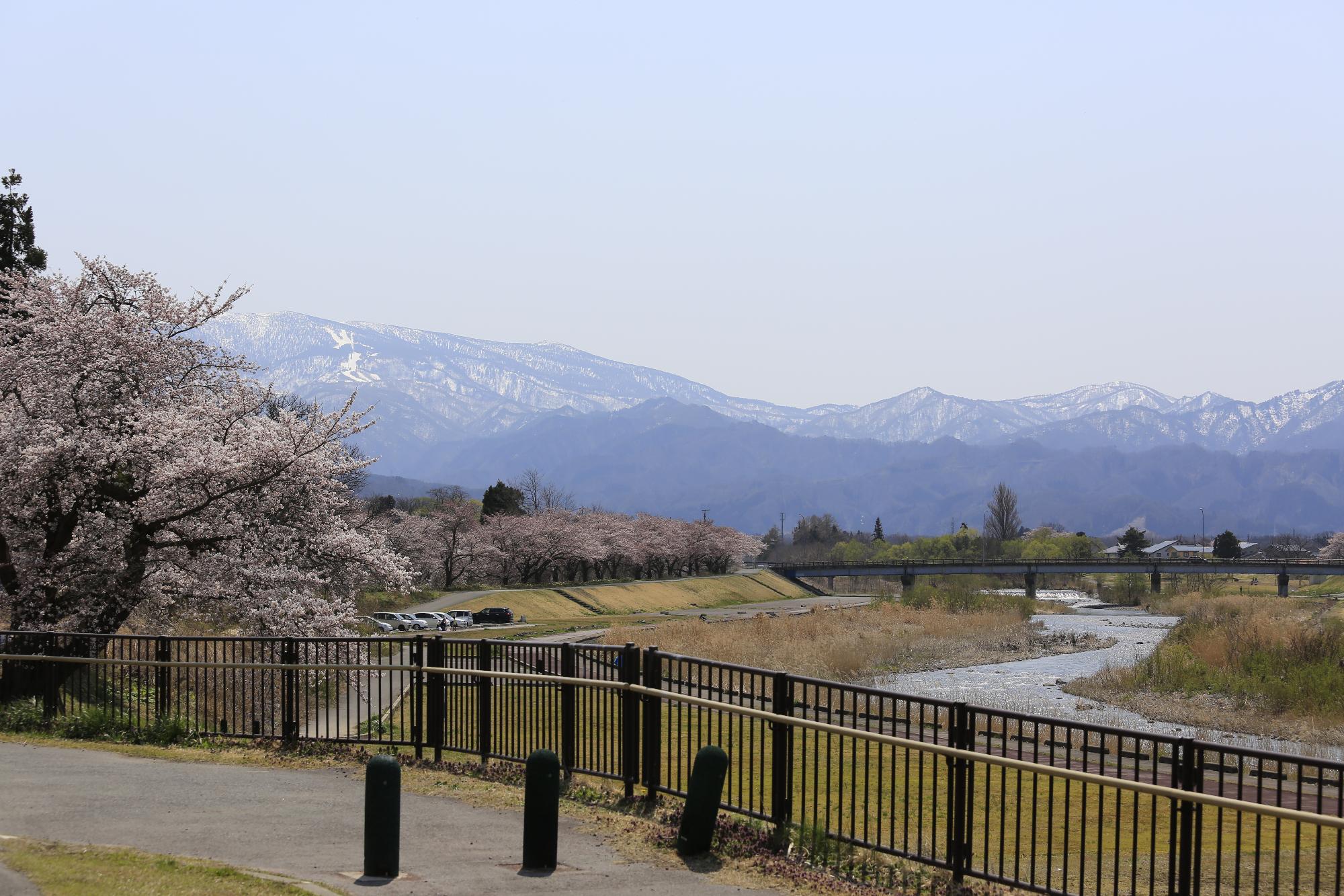 河川敷沿いと桜の風景写真