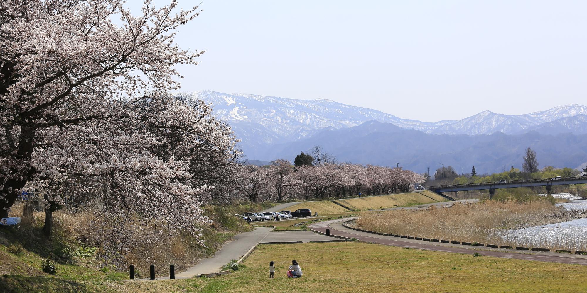 河川敷沿いに並び咲く満開の桜の写真