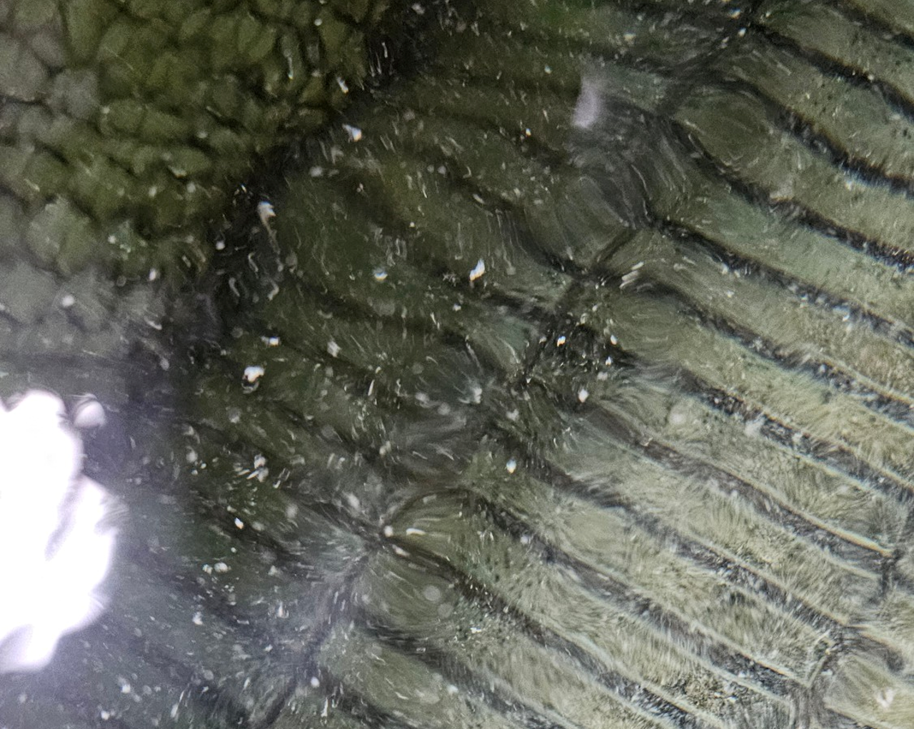 浴槽に舞う大量の湯の花