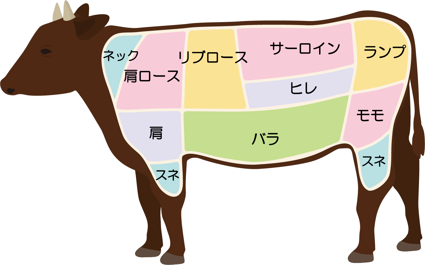 牛肉部位イラスト