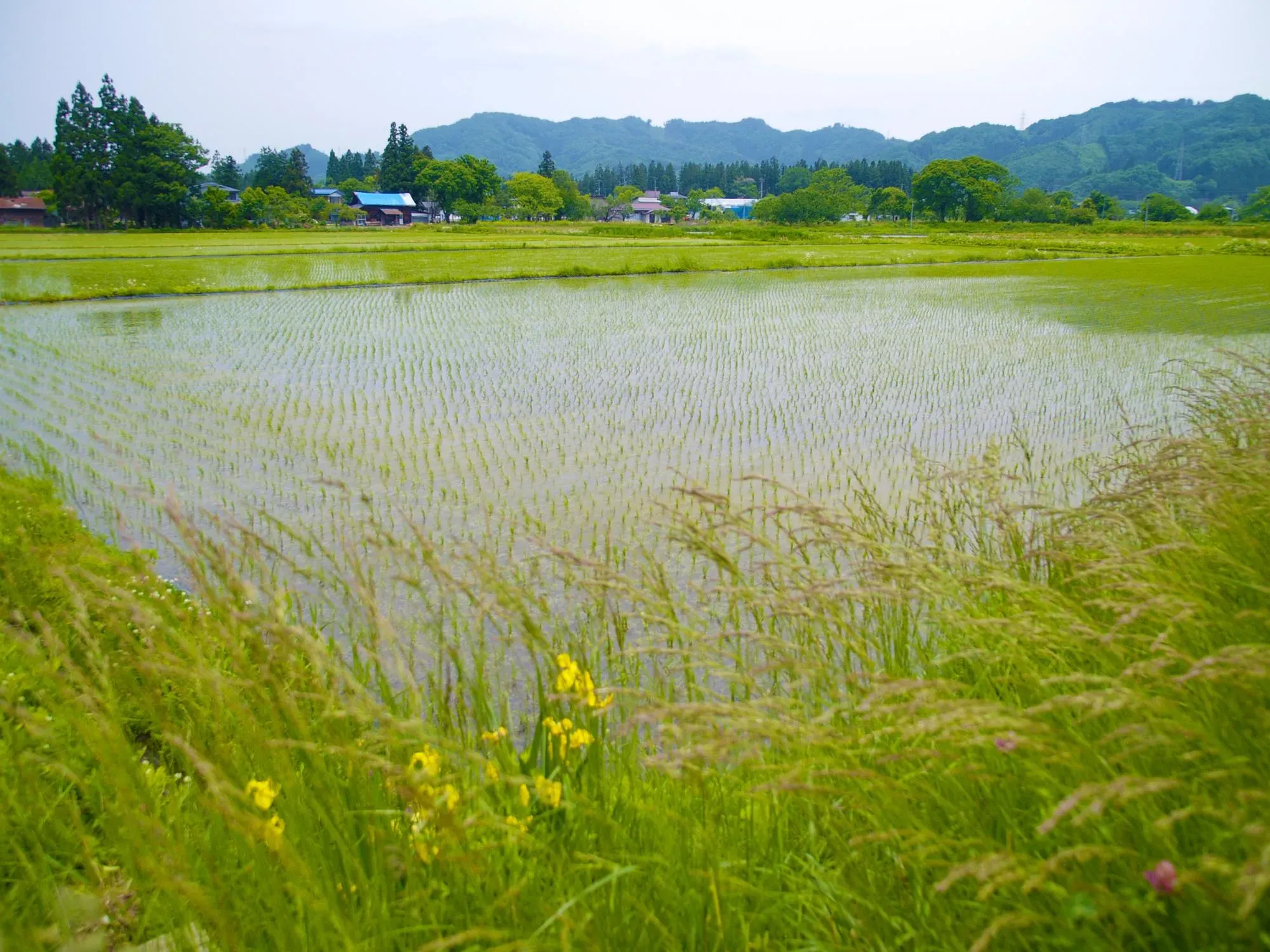春の田んぼ