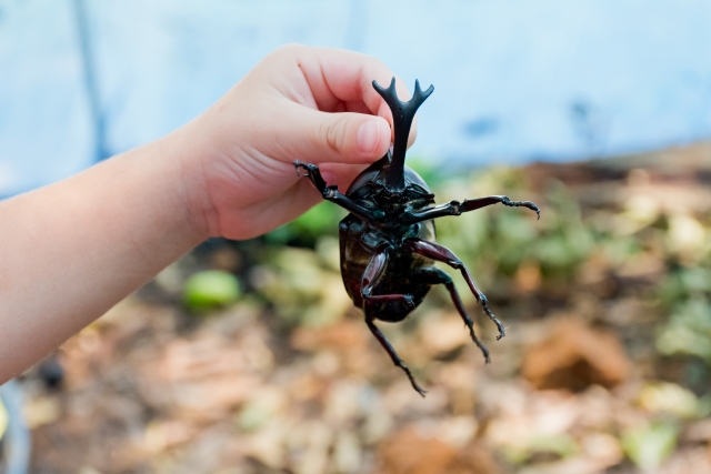 カブトムシをつかむ子ども