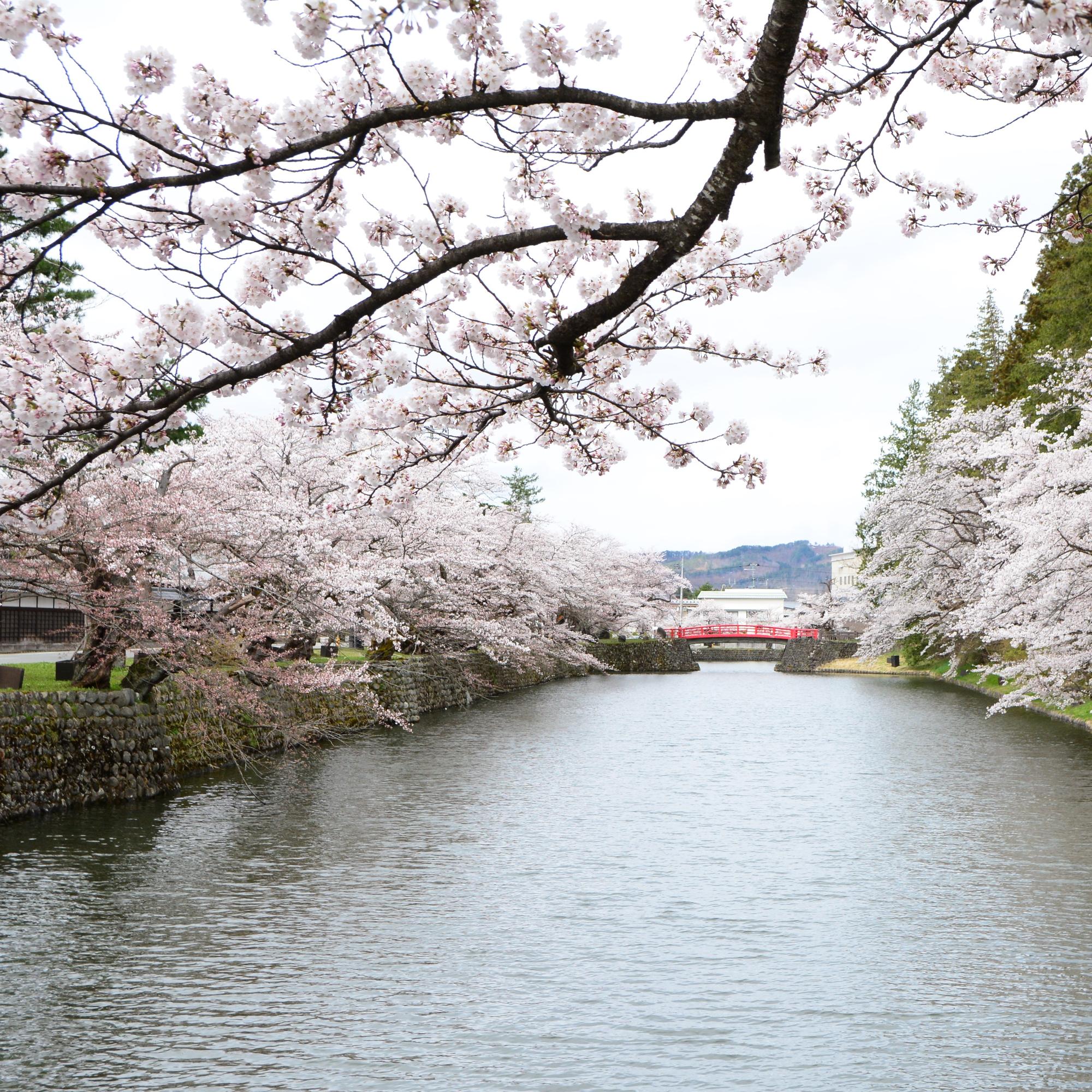 お堀沿いに立ち並ぶ桜の写真
