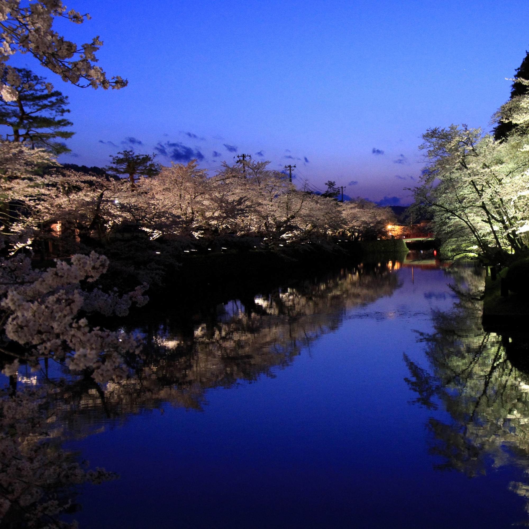 ライトアップされた夜桜の写真