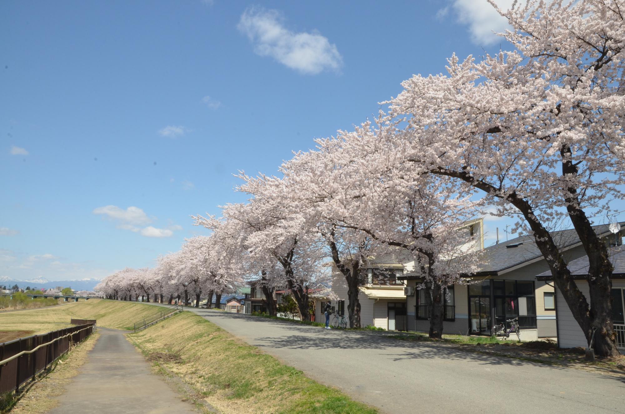 河川敷沿いに広がる桜並木の写真