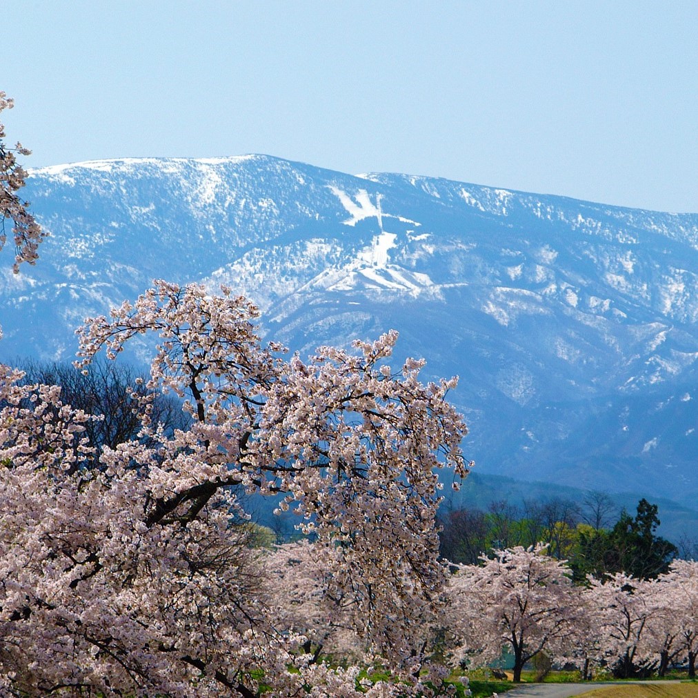 松川河川敷に広がる桜とその奥に天元台スキー場の雪が白馬に乗った騎士のように見える写真