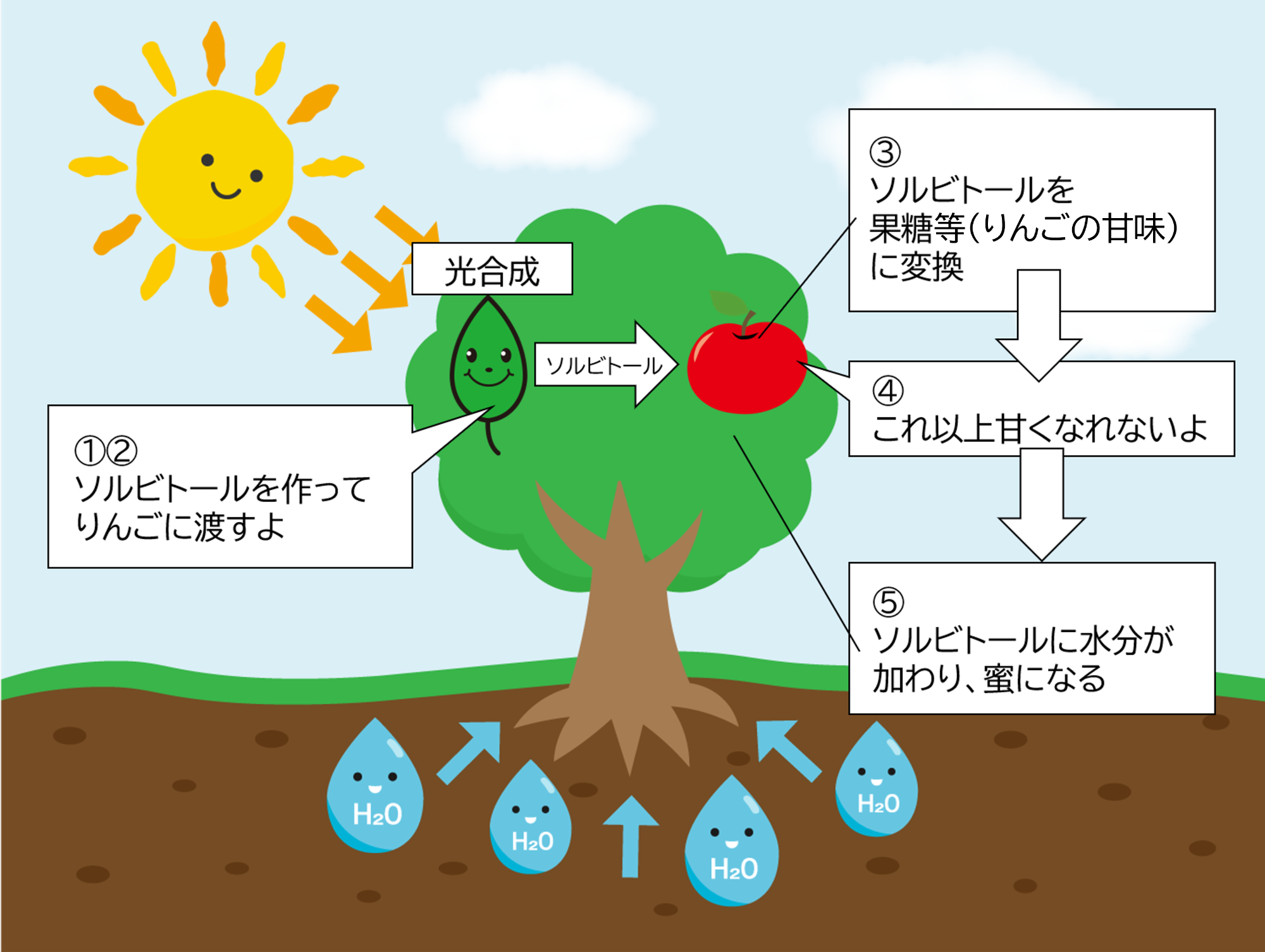 りんごの実が甘くなるまでを説明したイラスト