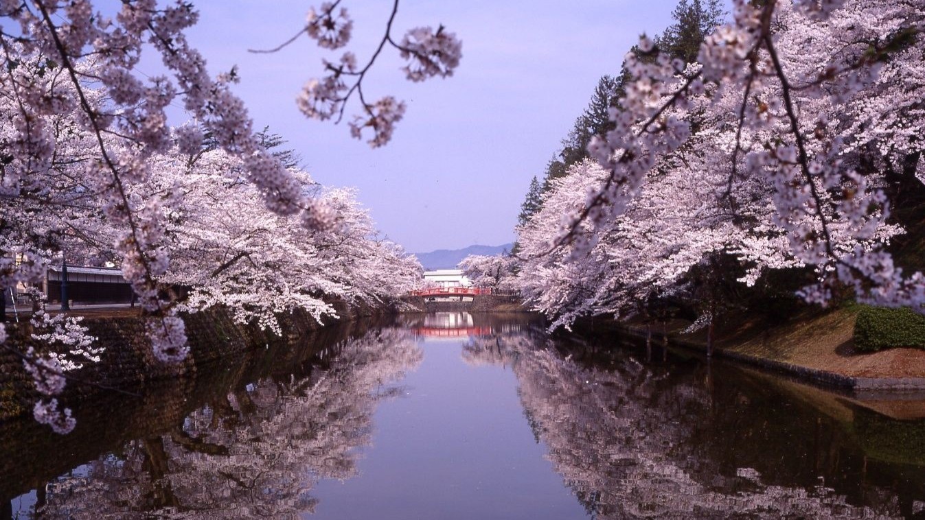 満開の桜が水面に映る風景の写真