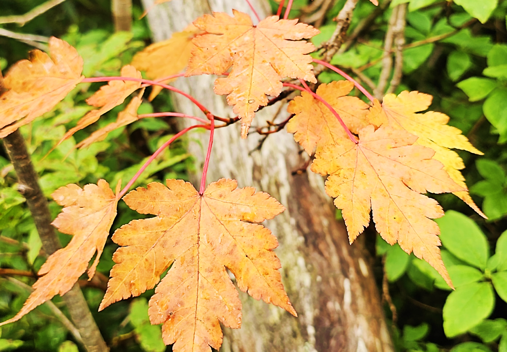 紅葉の画像