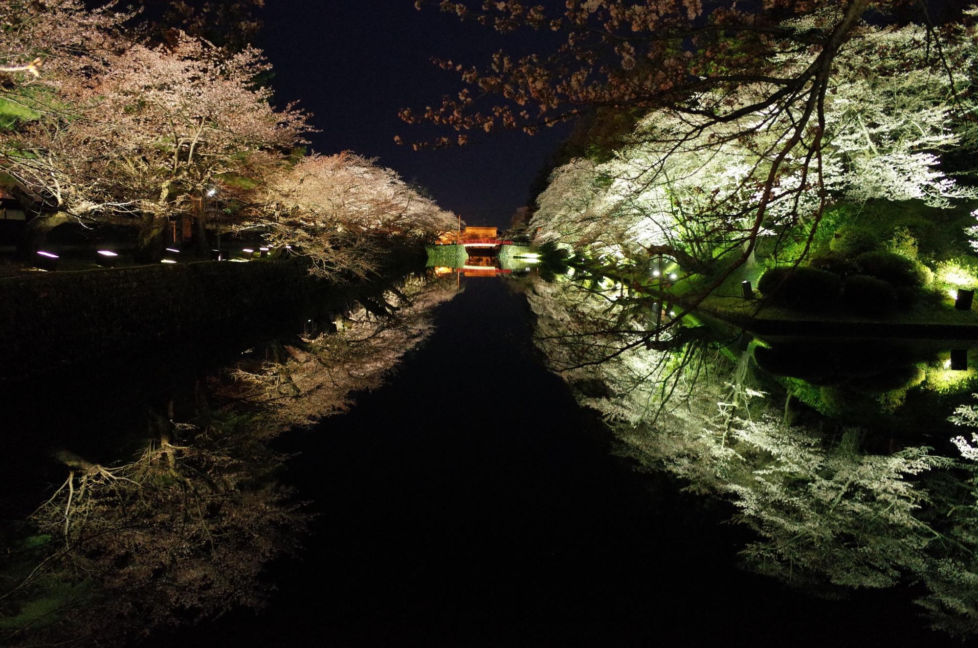 松が岬公園お堀沿いの桜がライトアップされた写真
