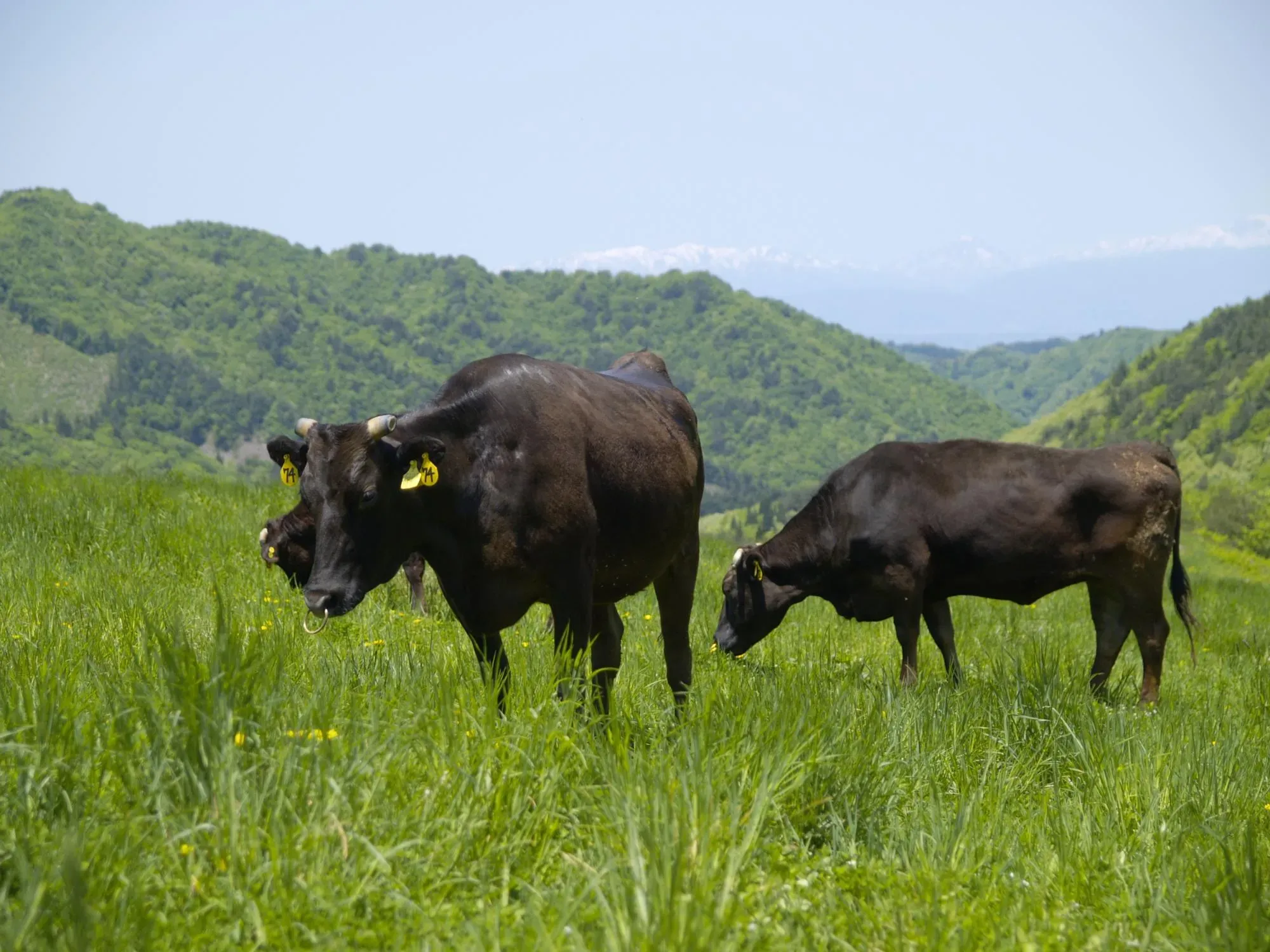 草原にたたずむ牛の画像