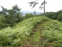 草が生い茂る中1本の人が通れる獣道がありその丘を囲むように木々がある戸塚山山頂の写真