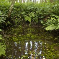 青々と茂っている雑木林に囲まれるようにある透き通った池の写真
