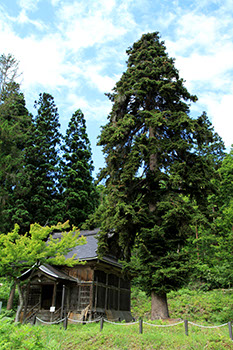 青空の下、森林の中に建つ遠山薬師堂とその脇に立つ巨木のトラノオモミの写真